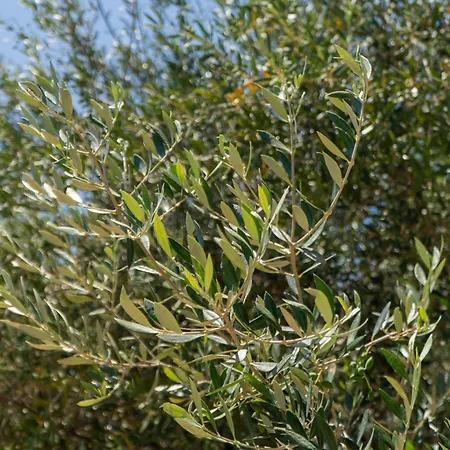 Vakantiehuis Messenian Serenity *