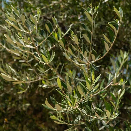 Σπίτι διακοπών Messenian Serenity Πετροχώρι