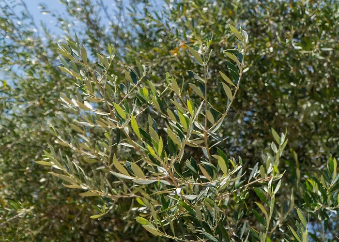 Hébergement de vacances Messenian Serenity *