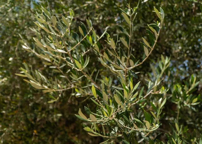 Hébergement de vacances Messenian Serenity Petrochori (Peloponnese)